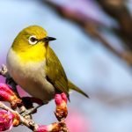 Best gifts for bird lovers