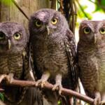 3 owls on a branch