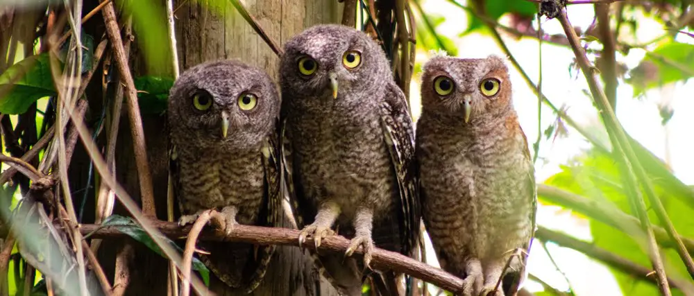 3 owls on a branch