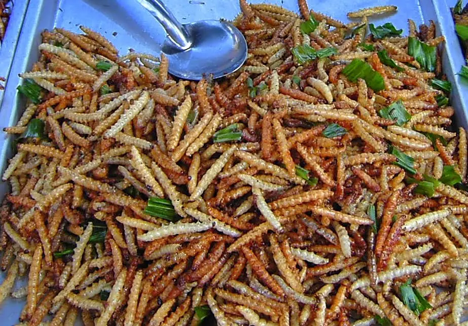 Bamboo worms on plate