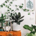 Gifts for people who like plants