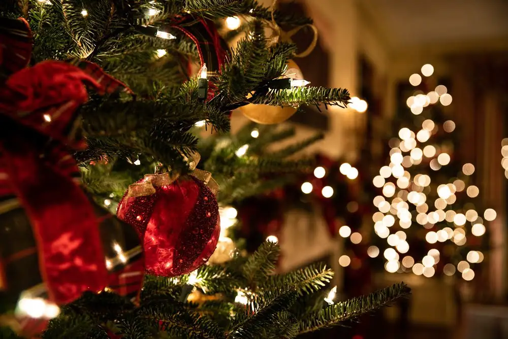 Christmas trees and lights