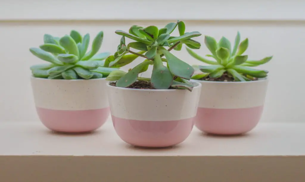 Succulents are a great thing to bring to a housewarming party