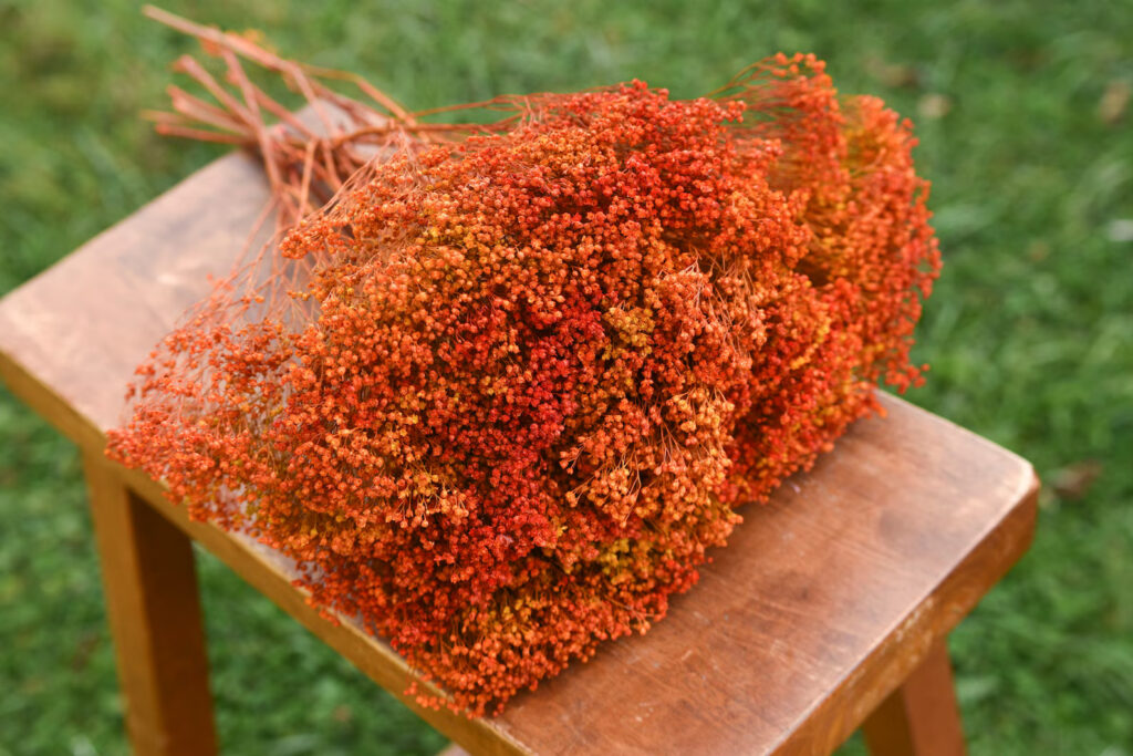 Preserved autumn orange broom bloom