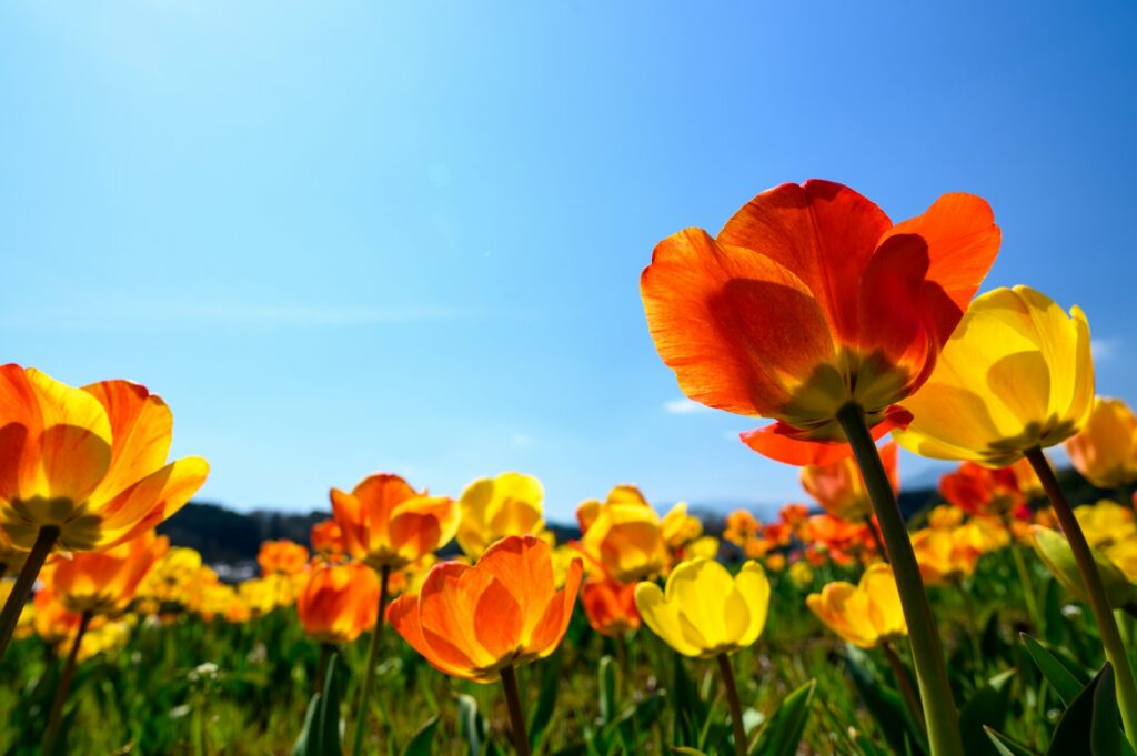 Spring wild flowers